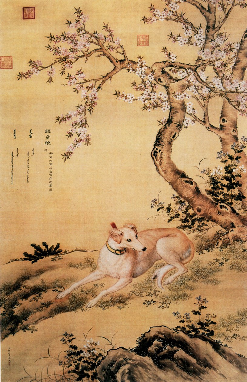 Ten Prized Dogs AlbumのチャイニーズグレイハウンドであるShanxing
